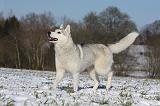 SIBERIAN HUSKY 499